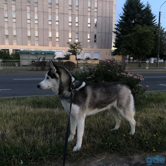 Продаётся высокопородный щенок хаски, фотография 5