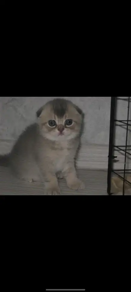 Шотландские котята, фотография 1