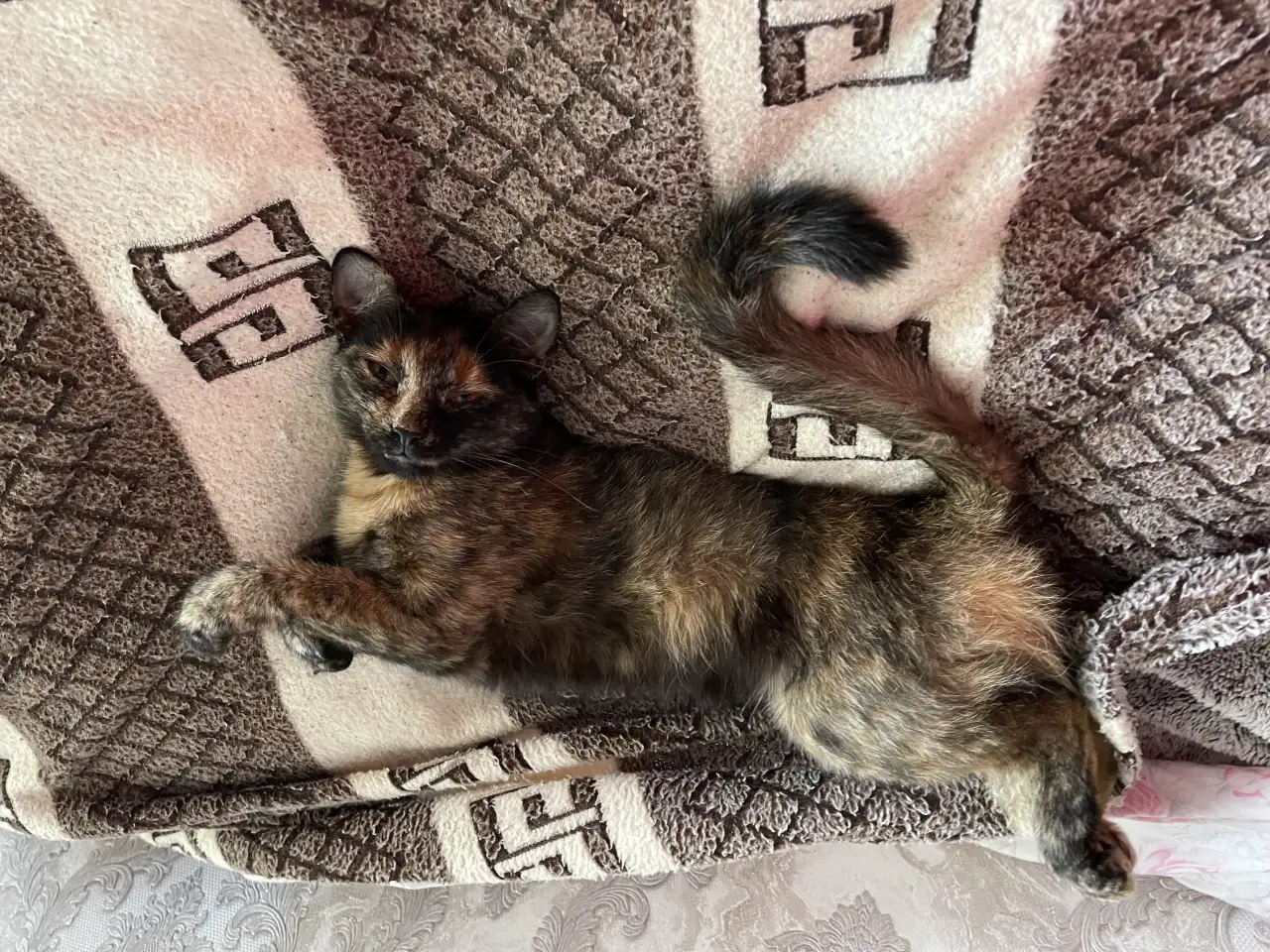ВОЗНАГРАЖДЕНИЕ! Пропала Кошка Сима., фотография 2