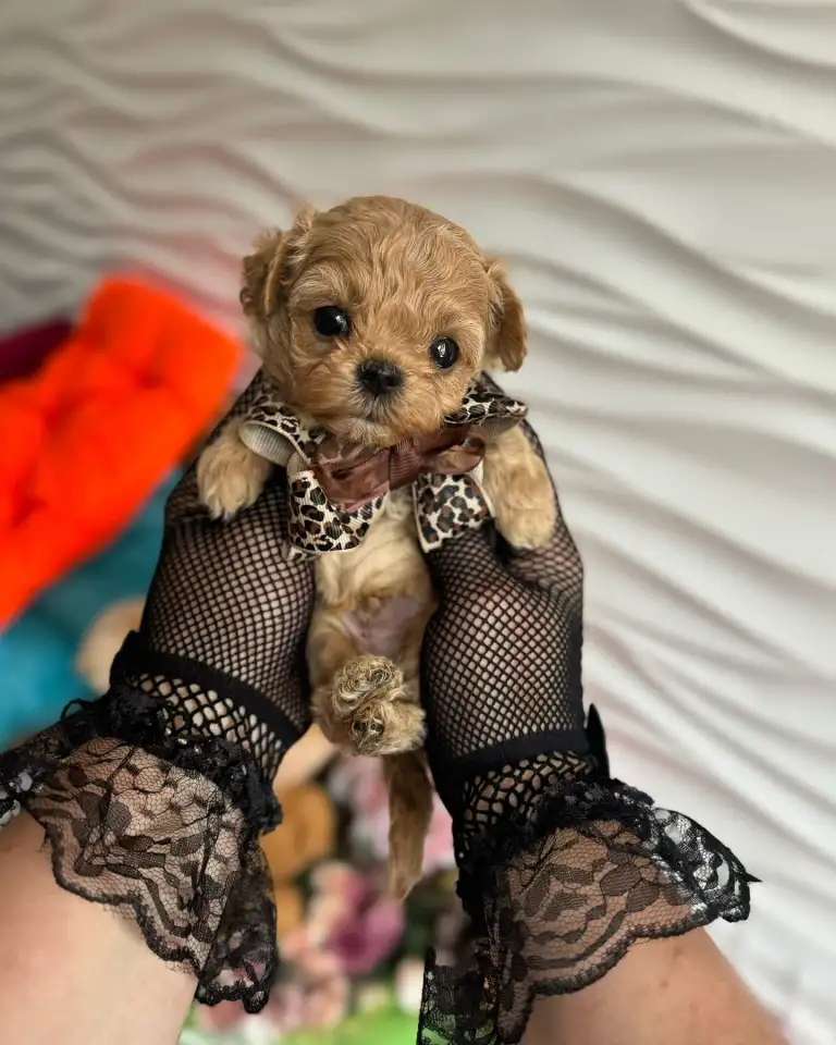мини мальтипу ф1 девочка и мальчик  maltipoo f1 girl, фотография 8