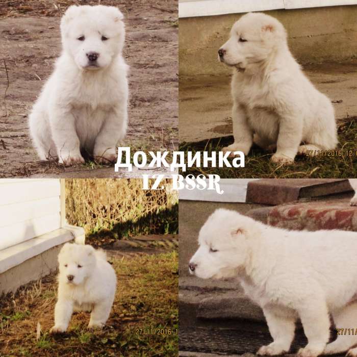 Волкодав PREMIUM класса!, фотография 5