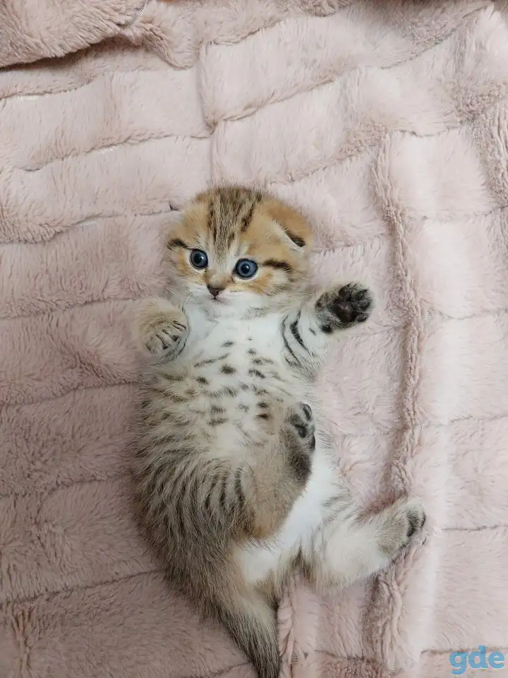 Шотландские котятя, фотография 6