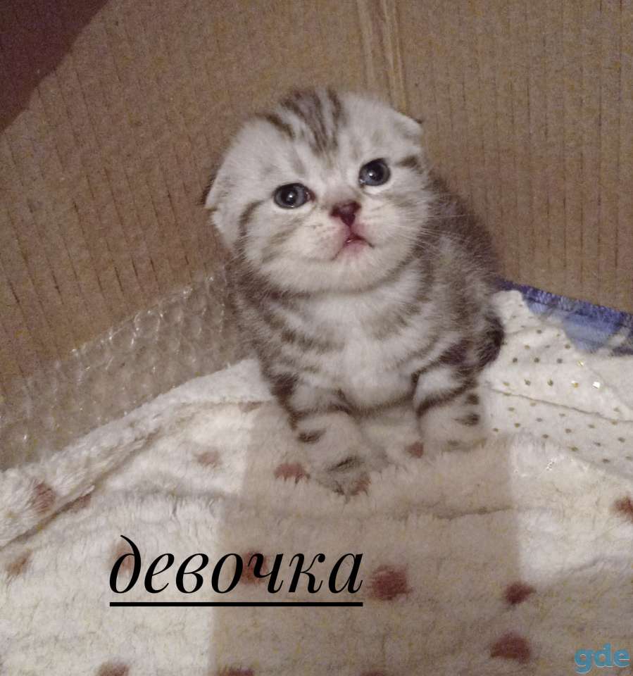 Предлагаются для бронирования шотландские котята, фотография 3