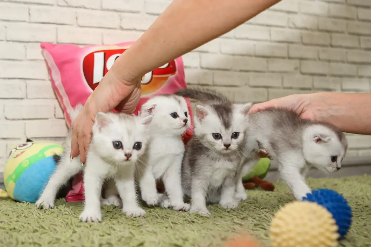 Котята шотландские, фотография 2