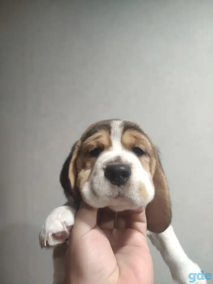 Щенок Бигль мальчик, фотография 6