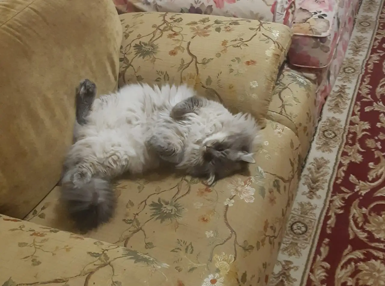 Котята, фотография 4