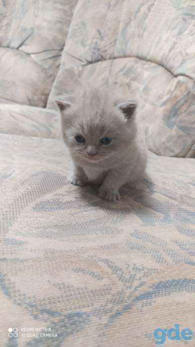 Британские котята, фотография 7
