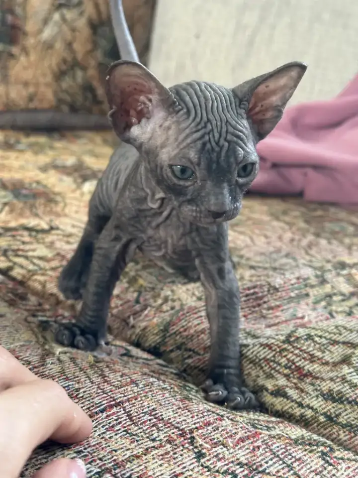 Котятки донского сфинкса, фотография 2