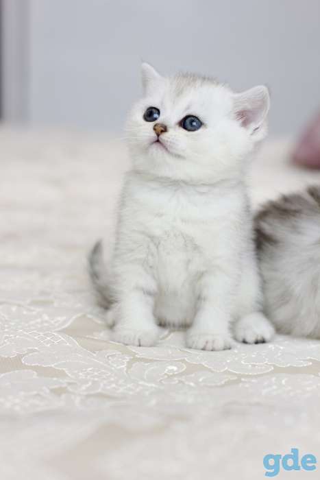 Продаются шотландские котята, фотография 3