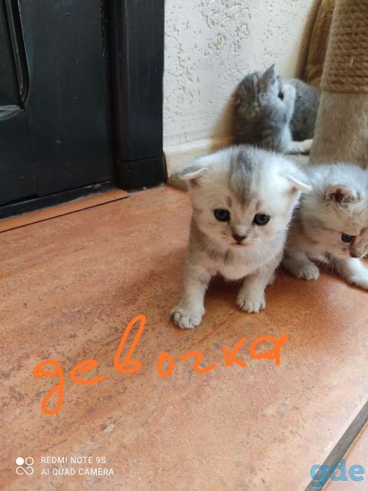 шотландские котята, фотография 4