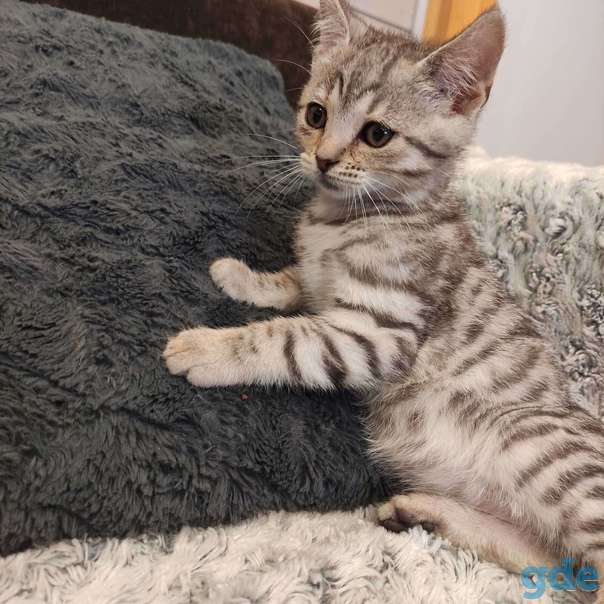 Котенок ищет дом, фотография 3