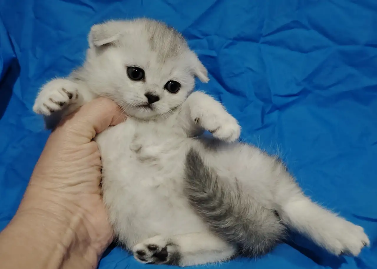 Шотландские котята. Шиншиллята., фотография 3
