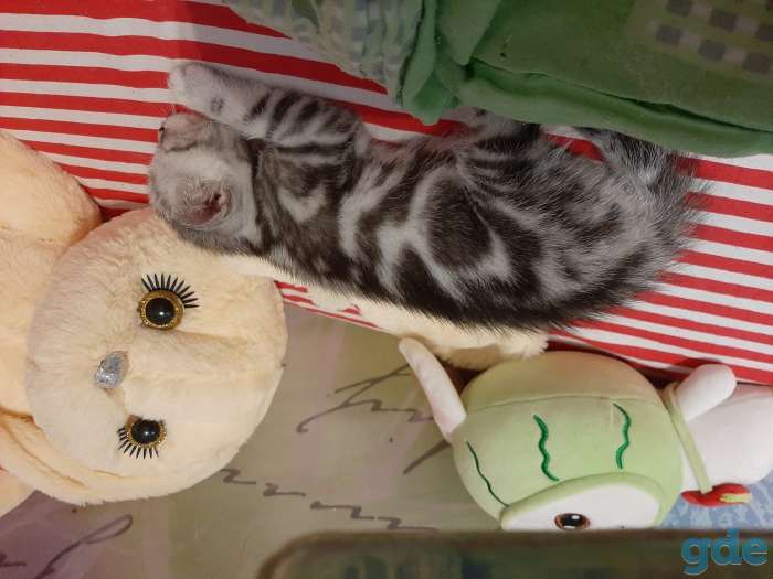 Шотландские котята, фотография 4