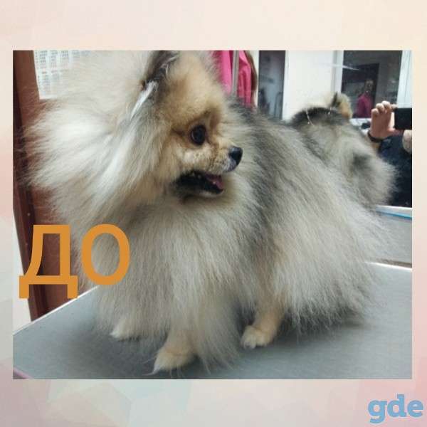 Груминг, стрижка собак, котов, фотография 9