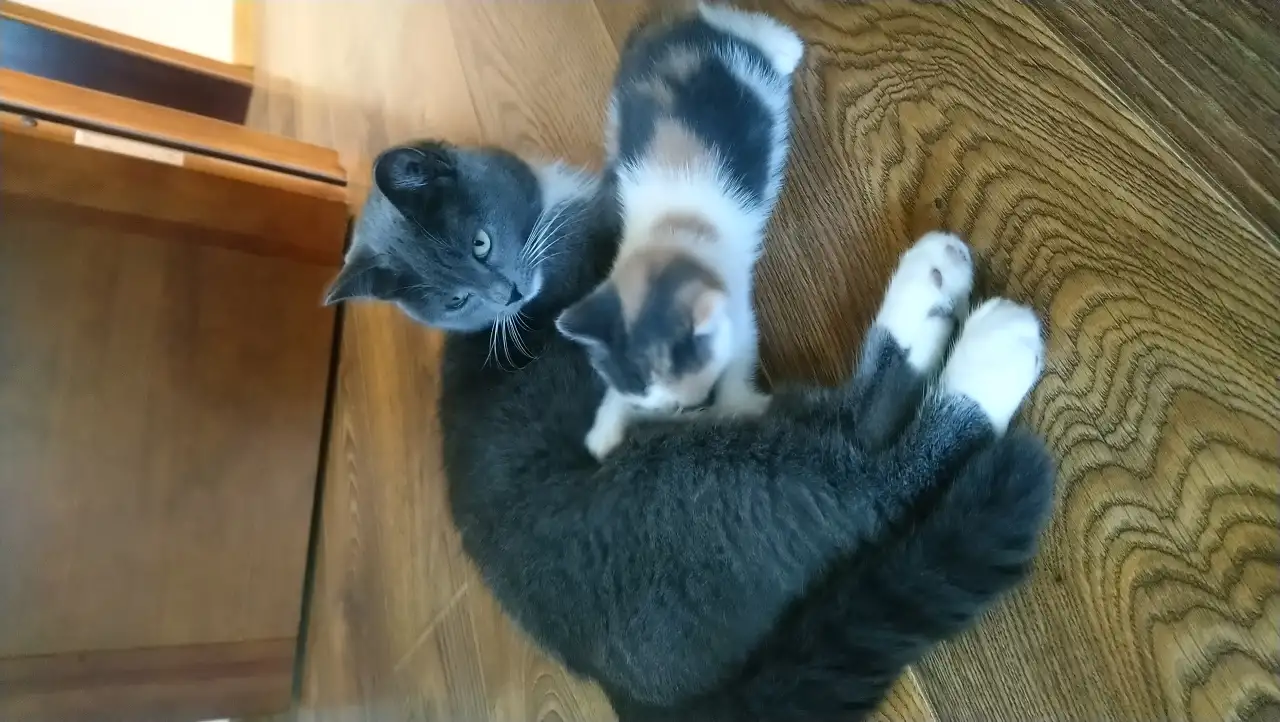 КОТЯТА, фотография 2