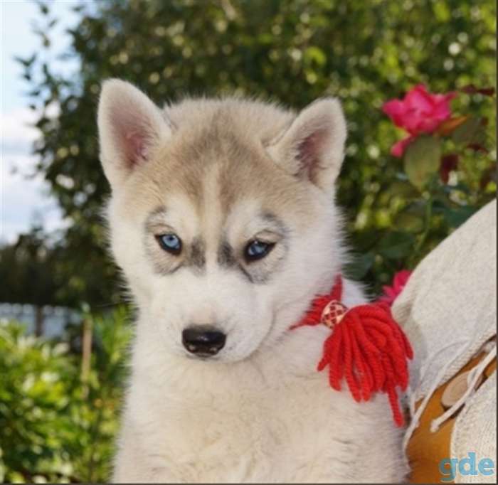 Шикарные щенки сибирский хаски от чемпионов, фотография 1