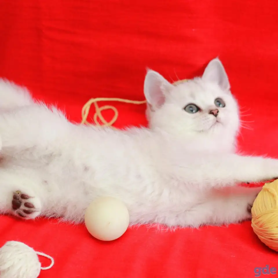 Британские котята, фотография 1