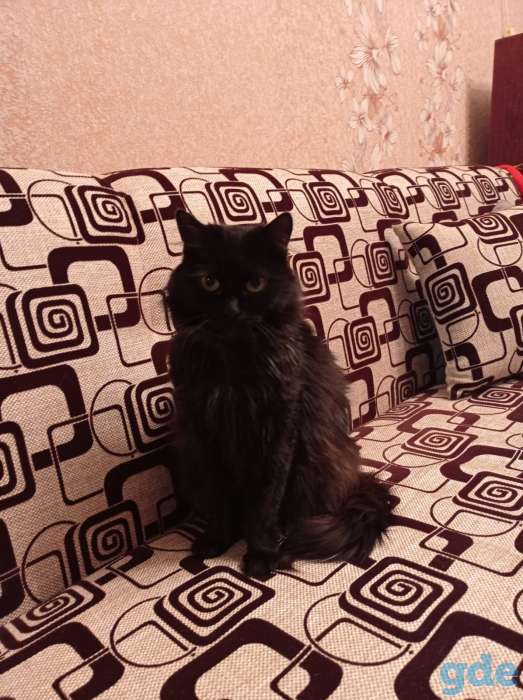 Отдам в хорошие руки!, фотография 4