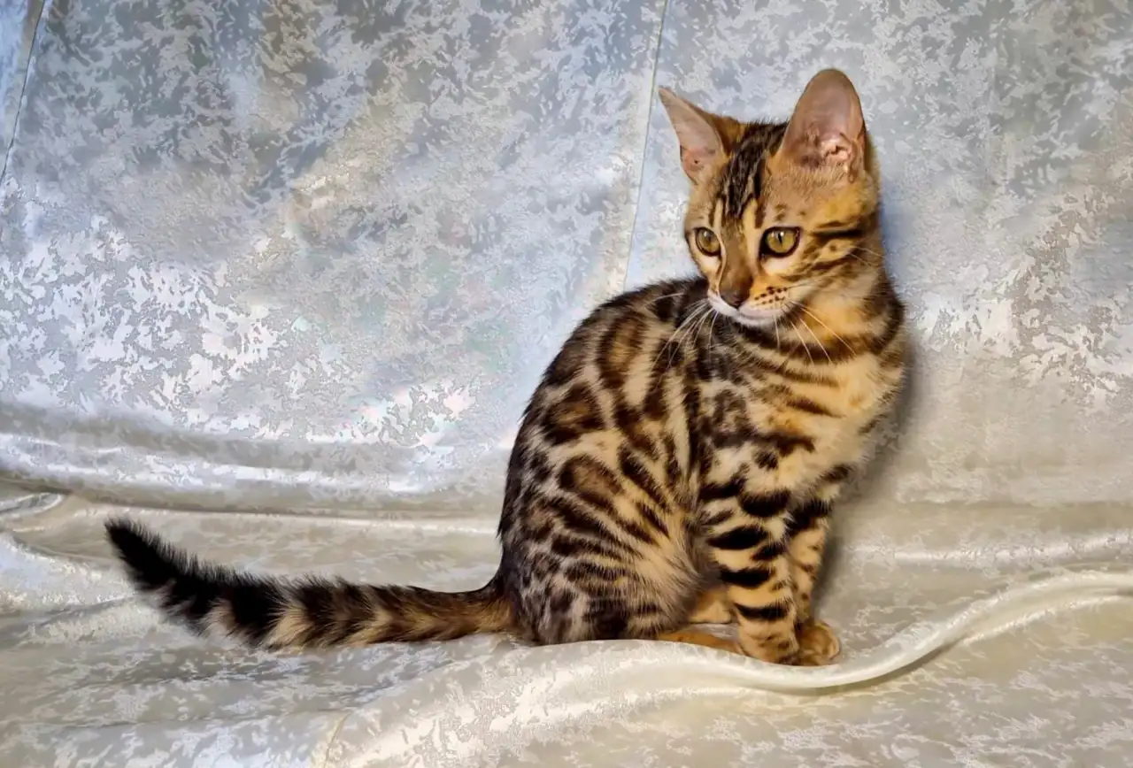 Бенгальские котята, фотография 8