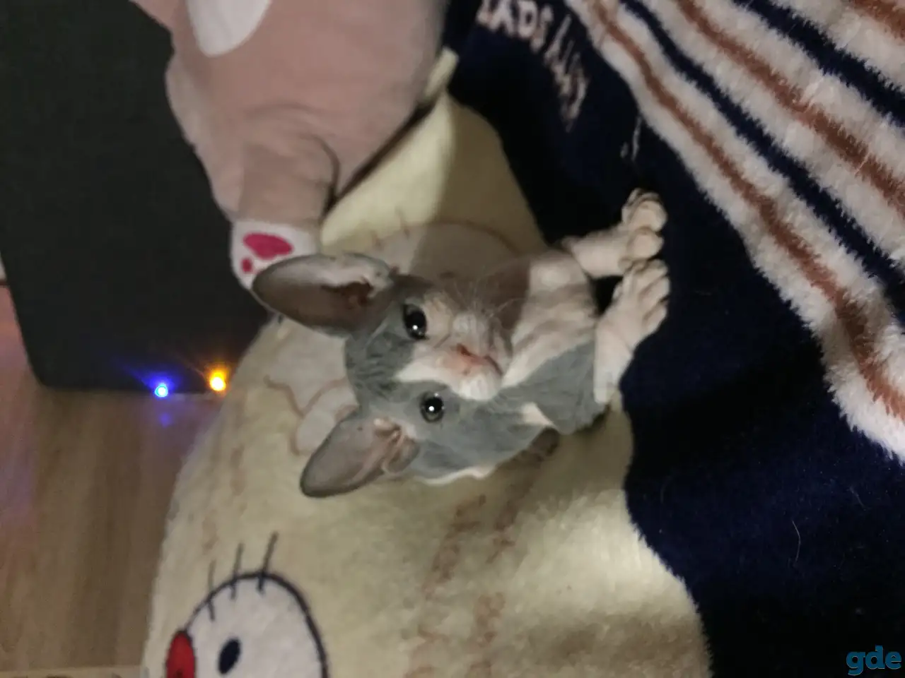 донские котята, фотография 1