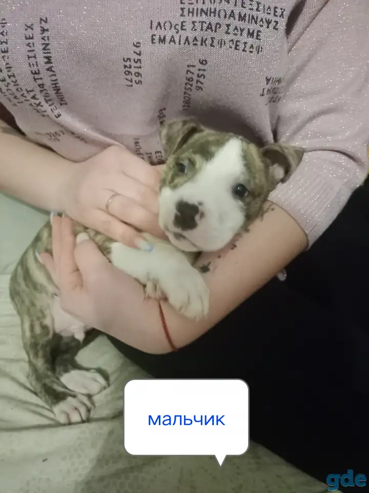 Щенки Пит-Буля, фотография 2