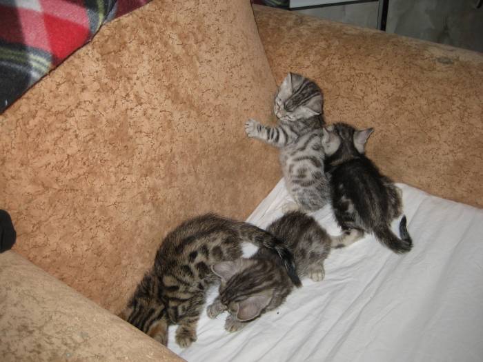 Продам бенгальских котят, кота, кошку., фотография 5