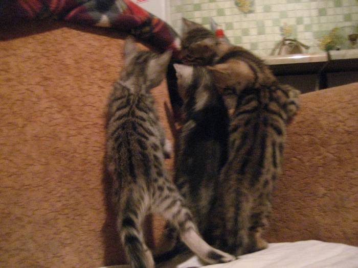 Продам бенгальских котят, кота, кошку., фотография 6