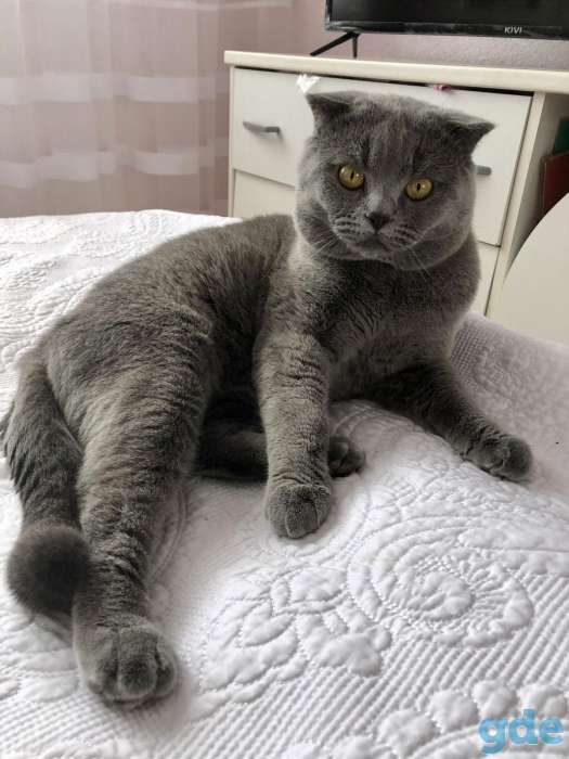 Продажа британских котят, фотография 5