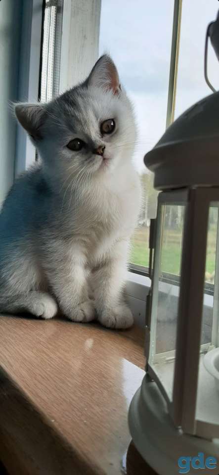 Котята, фотография 1