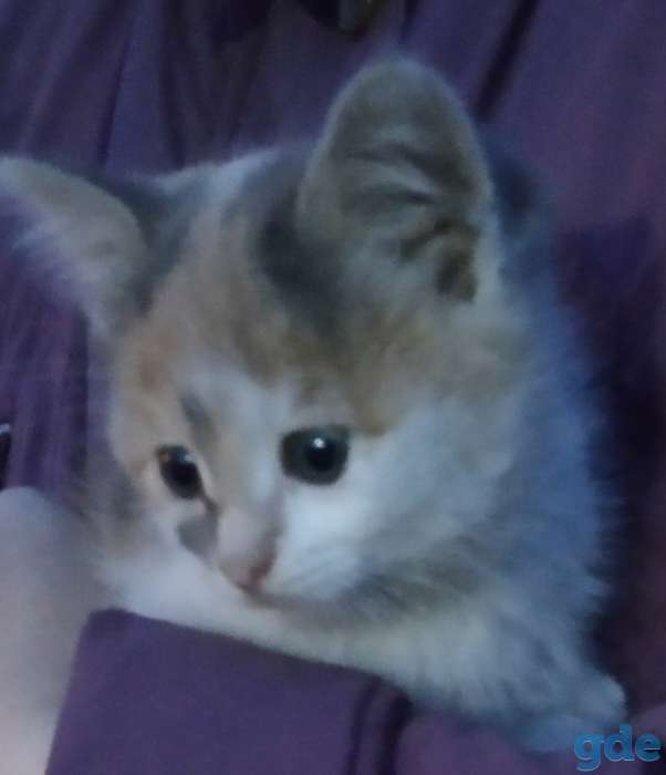 Отдадим даром котят, фотография 1