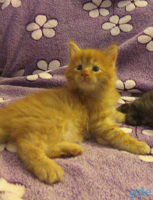 Мейн Кун котята, фотография 6