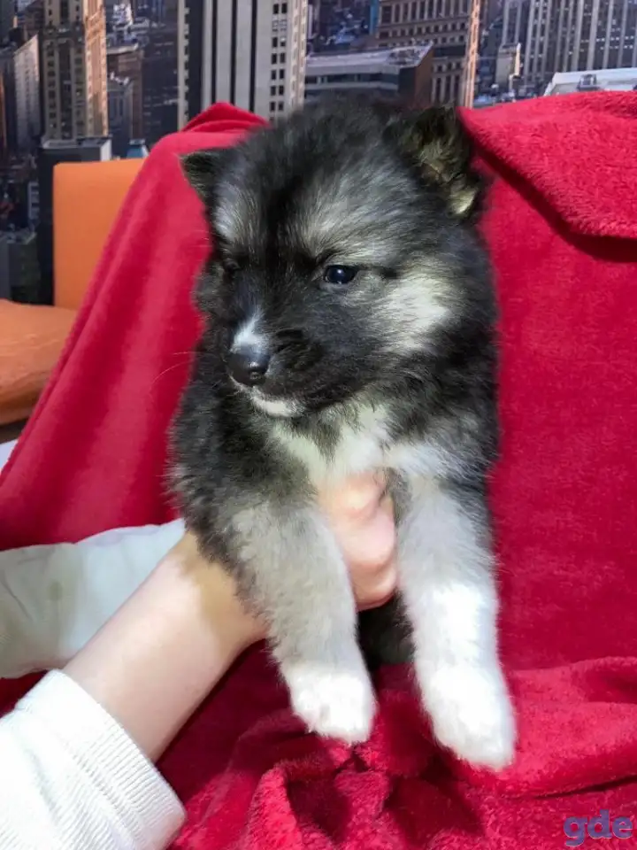 Продам щенка, фотография 1