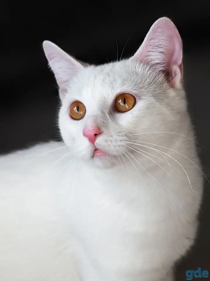 Котик в дар, фотография 3