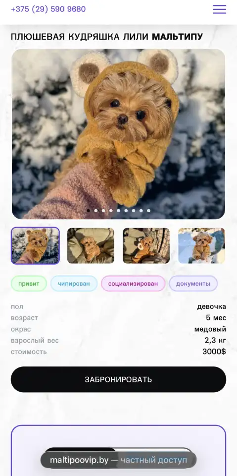 Мальтипу мини и микро пушон той пудель, фотография 9