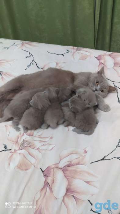 Британские котята, фотография 2