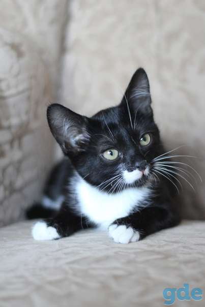 Котенок ищет дом, фотография 1