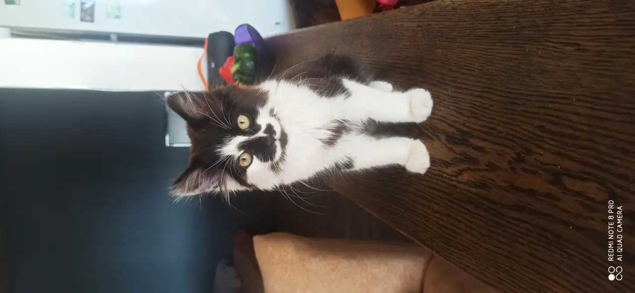 Котенок в дар, фотография 1