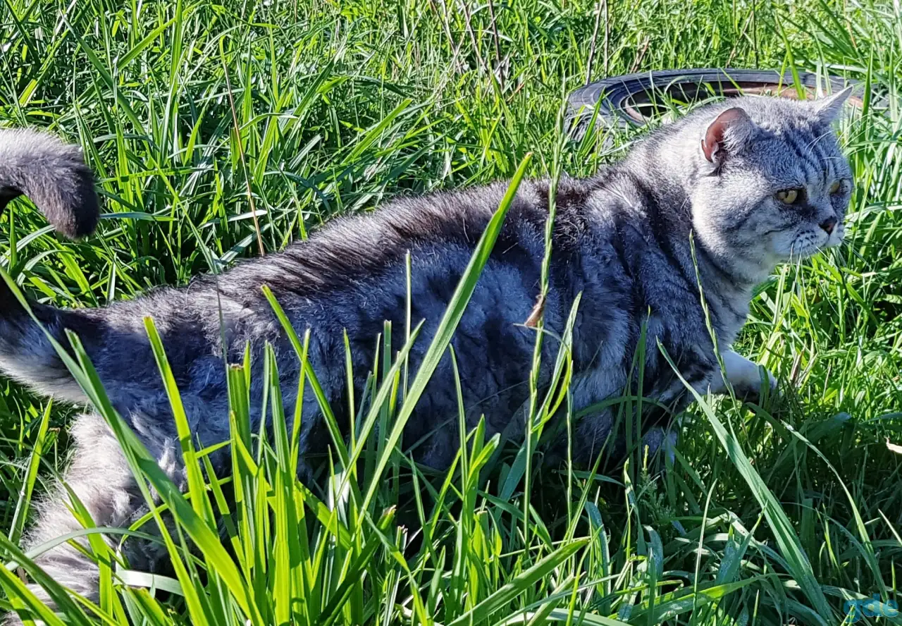 Шотландский кот,вязка., фотография 2