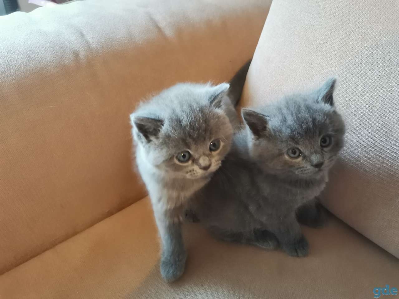 Котята, фотография 4