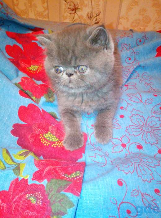 Продаю экзотических плюшевых котят, фотография 1