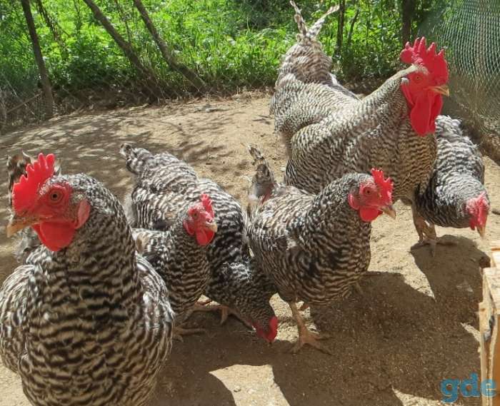 Продам породистых кур несушек!, фотография 2