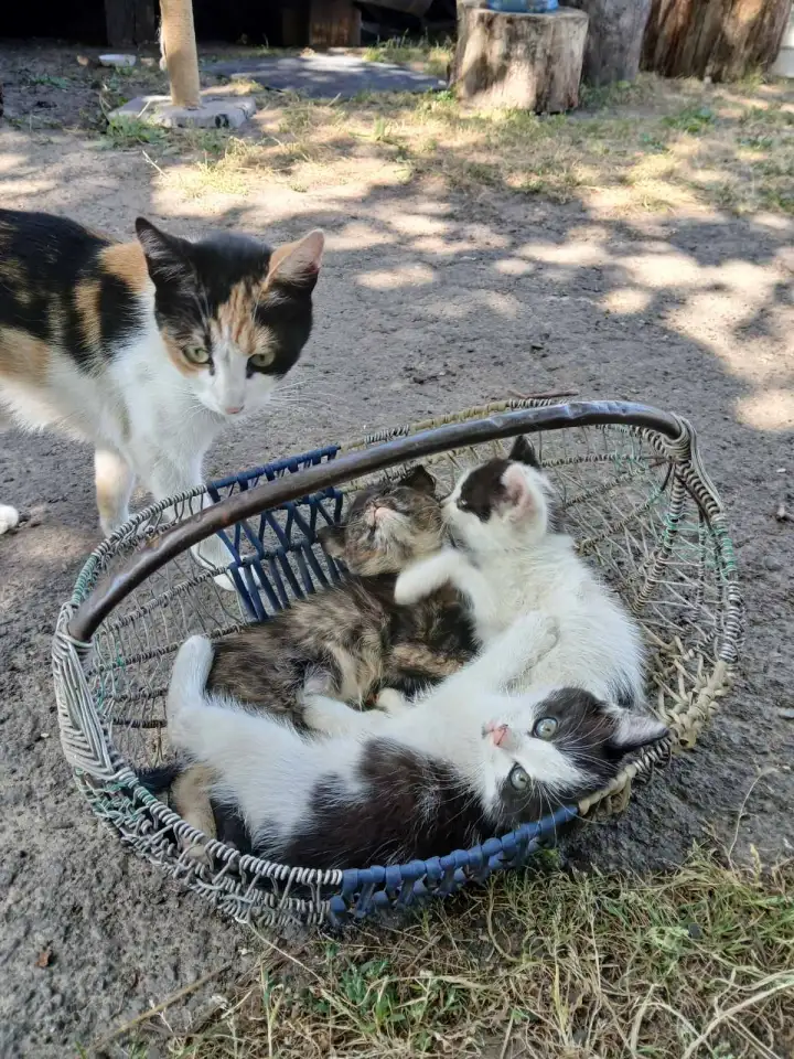 Котята в добрые руки, фотография 2