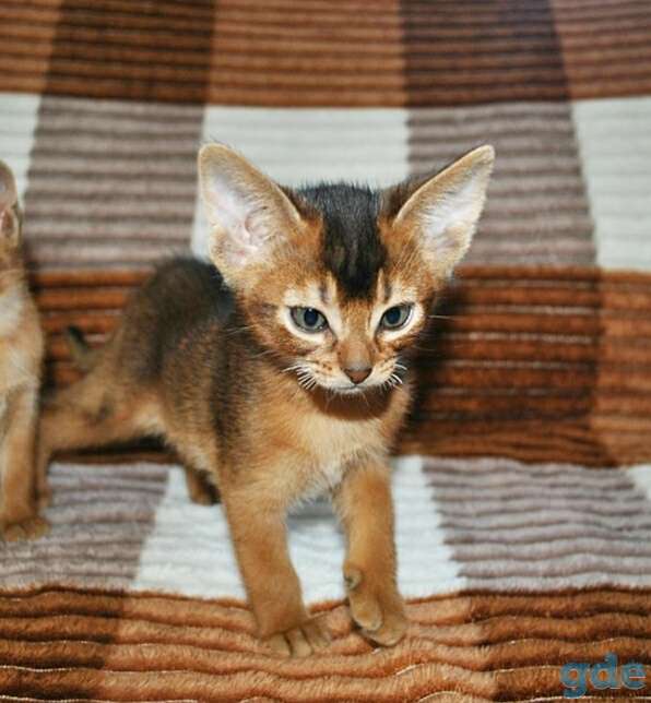 Абиссинский котенок, фотография 5