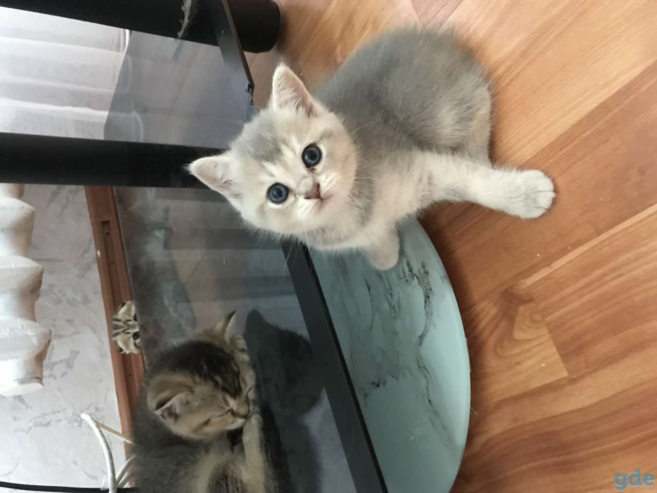 Продаются котята, фотография 4