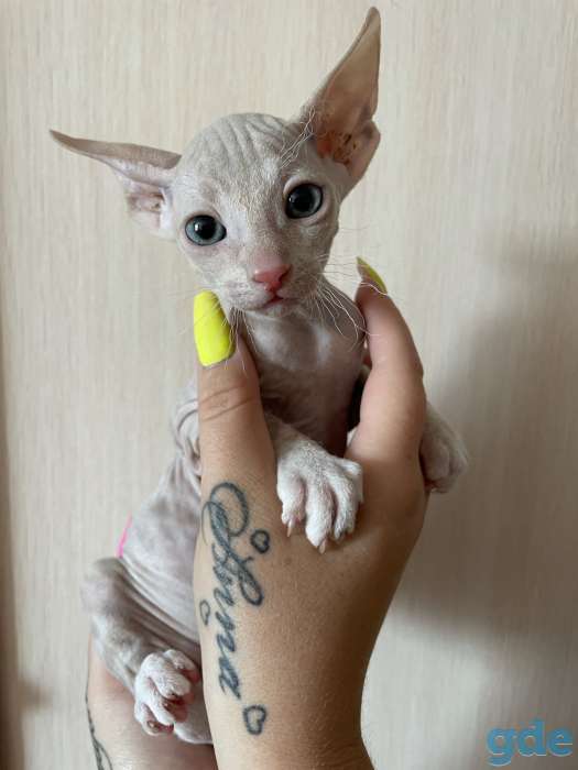 Продам котят Донского сфинкса (БРАШ), фотография 1