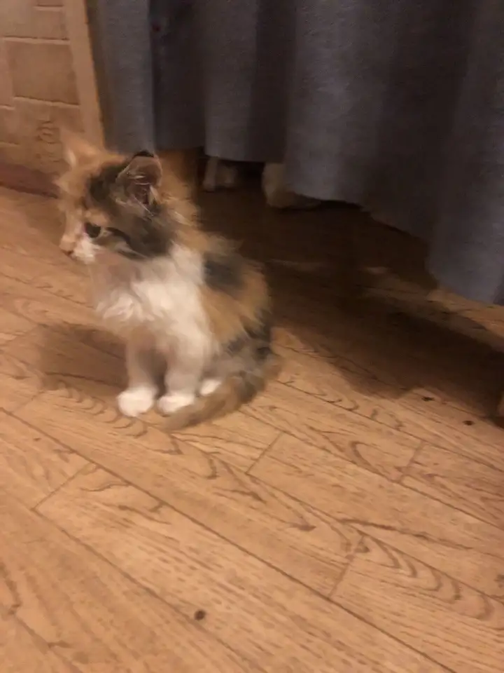 Котята Мейн куны, мальчик, девочка, фотография 4