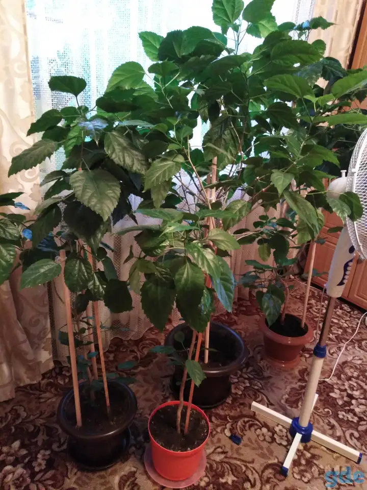 Продам цветы, фотография 2