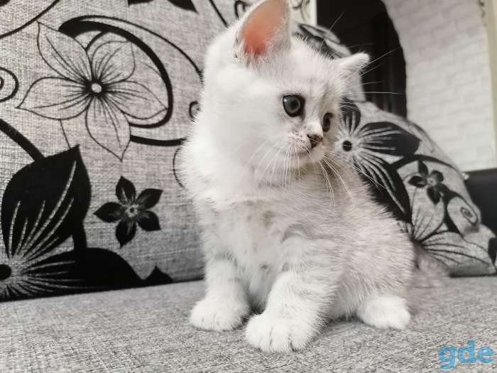 Котёнок, фотография 3
