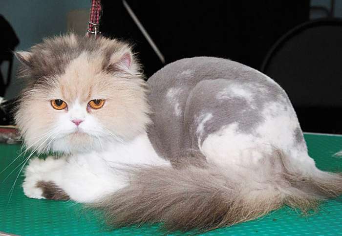 Стрижки для собак и кошек без наркоза., фотография 3