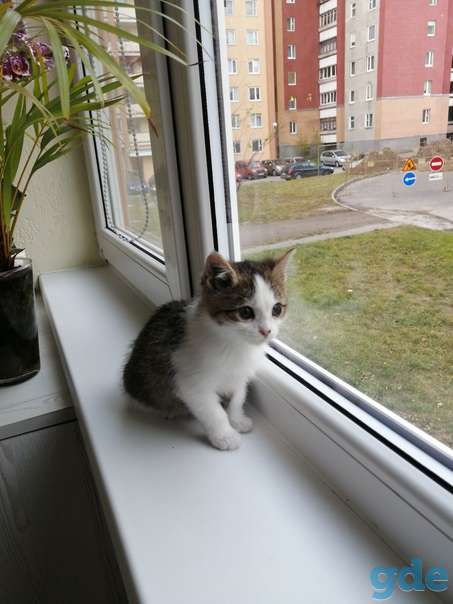 Котенок ищет дом, фотография 3